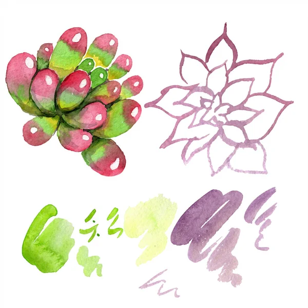 Csodálatos Succulents Akvarell Háttér Illusztráció Aquarelle Kézzel Elszigetelt Szukkulens Növények — ingyenes stock fotók