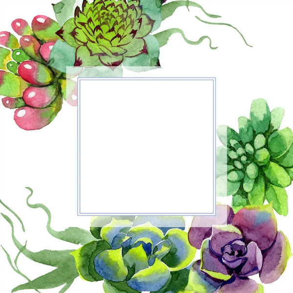 Amazing Succulents Watercolor Background Illustration Frame Border Ornament Square Aquarelle — Stock Photo, Image