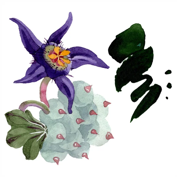 杜瓦利亚花 隔离的杜瓦利亚插图元素 水彩背景插图 水针画分离的多汁和污渍 — 免费的图库照片