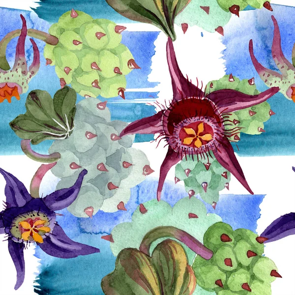 Duvalia Flowers Watercolor Background Illustration Aquarelle Hand Drawn Succulent Plants — Free Stock Photo