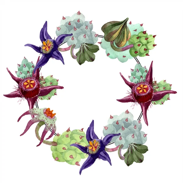 Duvalia Flowers Watercolor Background Illustration Frame Border Ornament Wreath Aquarelle — Stock Photo, Image