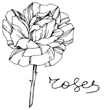 Vektör Rose. Botanik çiçek. Oyulmuş mürekkep sanat. Gül illüstrasyon izole öğesi. Beyaz izole güzel bahar kır çiçeği.