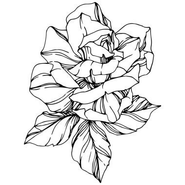 Vektör Rose. Botanik çiçek. Oyulmuş mürekkep sanat. Gül illüstrasyon izole öğesi. Beyaz izole güzel bahar kır çiçeği.
