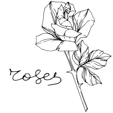 Vektör Rose. Botanik çiçek. Oyulmuş mürekkep sanat. Gül illüstrasyon izole öğesi. Beyaz izole güzel bahar kır çiçeği.