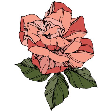 Vector Rose. Floral botanical flower. Coral color engraved ink art. Isolated rose illustration element.  clipart