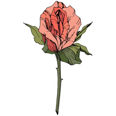 Vektör Rose. Botanik çiçek. Mercan oyulmuş mürekkep sanat renk. Gül illüstrasyon izole öğesi. 