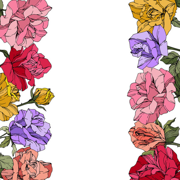 Vector Roses. Floral botanical flowers. Red, pink and purple engraved ink art. Floral border illustration.