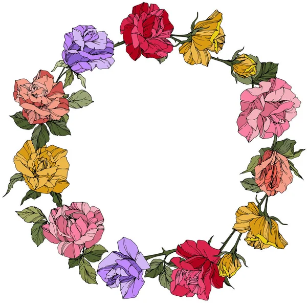 Vektorrosen Blütenbotanische Blumen Rote Rosa Und Violette Gravurtintenkunst Rahmen Bordüre — Stockvektor