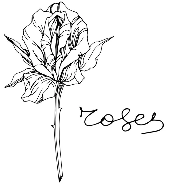 Vector Rose Fleur Botanique Florale Encre Gravée Elément Illustration Isolé — Image vectorielle