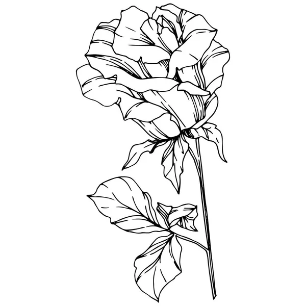 로즈입니다 꽃입니다 새겨진된 예술입니다 요소입니다 야생화 — 스톡 벡터