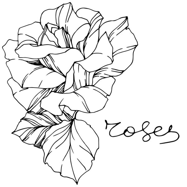 Vector Rose. Floral botanical flower. Engraved ink art. Isolated rose illustration element. Beautiful spring wildflower isolated on white.