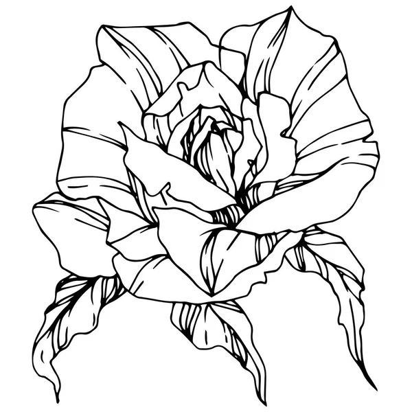 Вектор Роуз Квіткова Ботанічна Квітка Вигравіруване Чорнило Ізольований Елемент Ілюстрації — стоковий вектор
