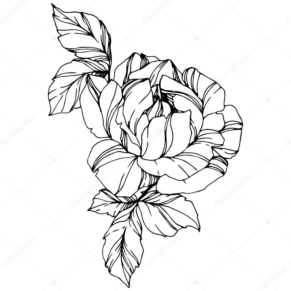 Vector Rose. Floral botanical flower. Engraved ink art. Isolated rose illustration element. Beautiful spring wildflower isolated on white.