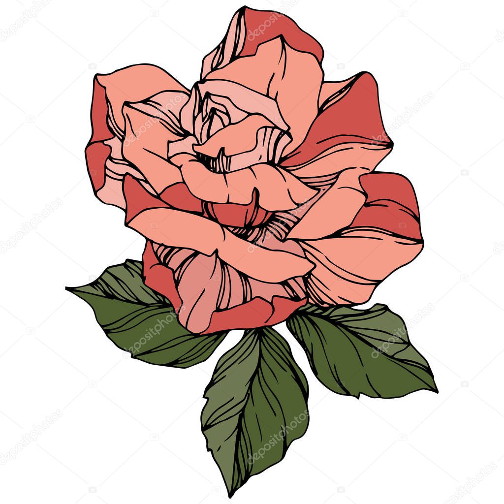 Vector Rose. Floral botanical flower. Coral color engraved ink art. Isolated rose illustration element. 