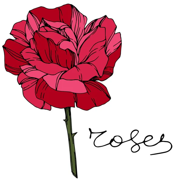 Beautiful Rose Flower Floral Botanical Flower Red Engraved Ink Art — Stock Vector