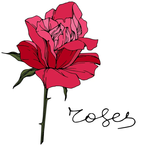 Hermosa Flor Rosa Flor Botánica Floral Tinta Roja Grabada Arte — Vector de stock