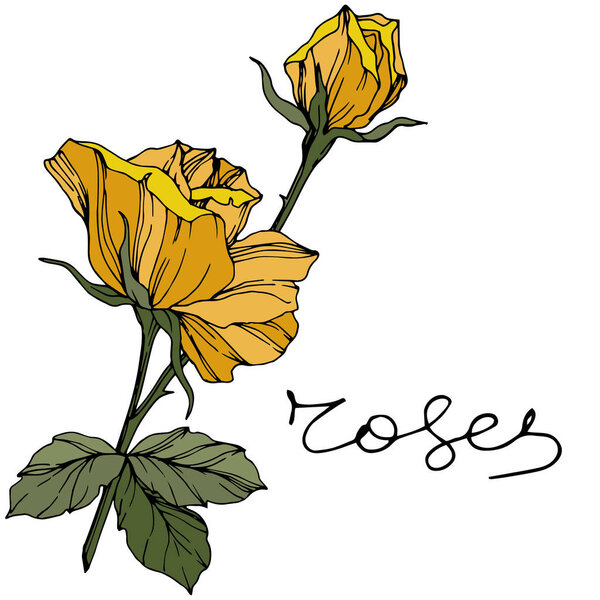 Vector Rose. Floral botanical flower. Engraved ink art. Isolated rose illustration element. Beautiful spring wildflower isolated on white.