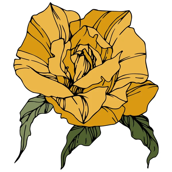 Vector Rose Flor Botánica Floral Arte Tinta Grabada Elemento Ilustración — Vector de stock