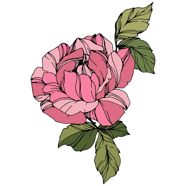 Beautiful Rose Flower. Pink color engraved ink art. Isolated rose illustration element. Wildflower with green leaves isolated on white.