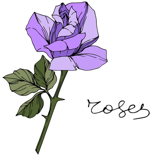 Vector Rose Fleur Botanique Florale Encre Couleur Violette Gravée Art — Image vectorielle
