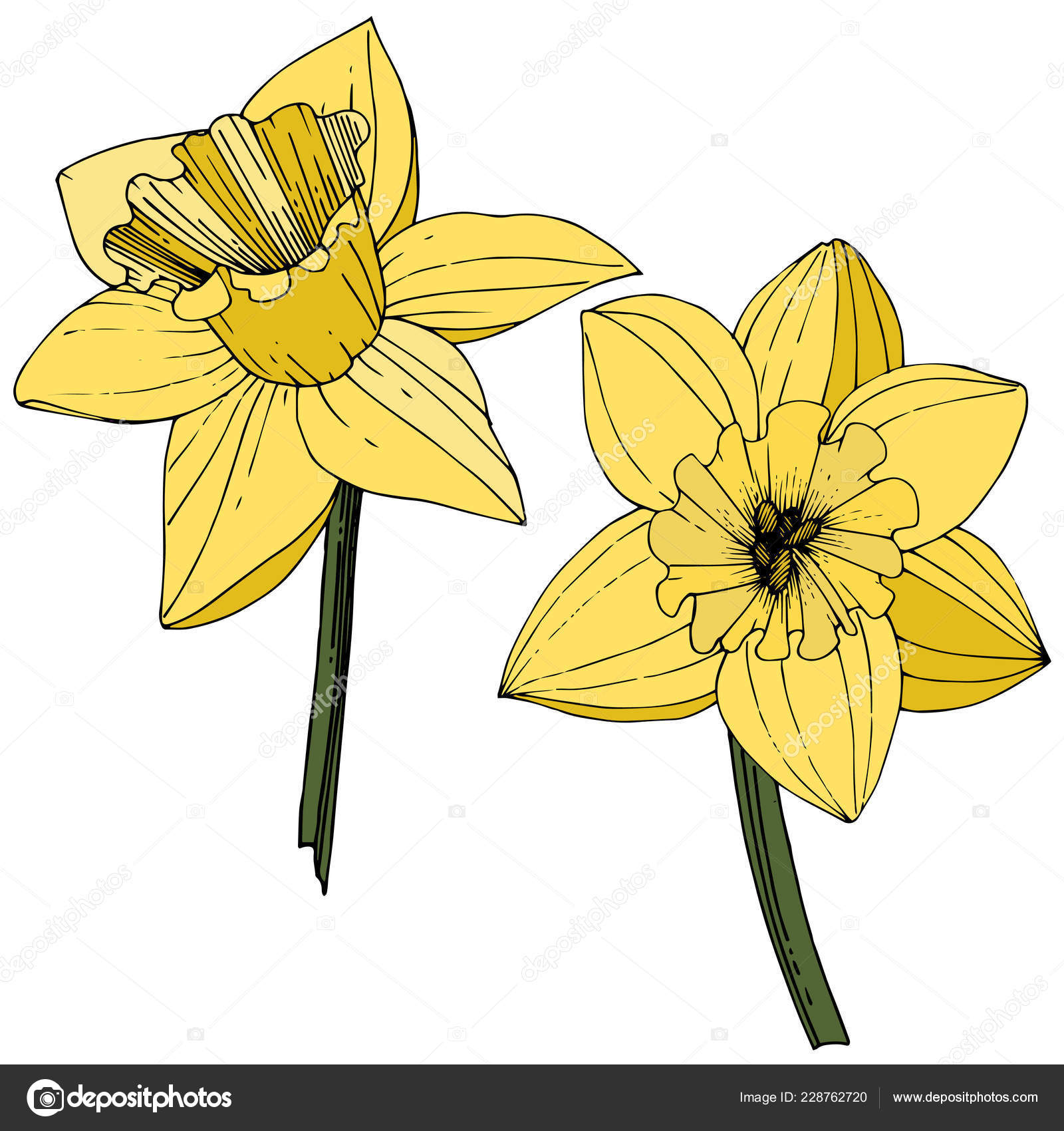 áˆ daffodil clip art stock images royalty free daffodils illustrations download on depositphotos