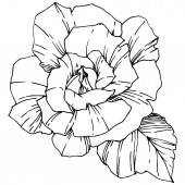 Vektor Rose. Virágos botanikai virág. Vésett tinta art. Elszigetelt Rózsa ábra elemet. Szép tavaszi vadvirág elszigetelt fehér.