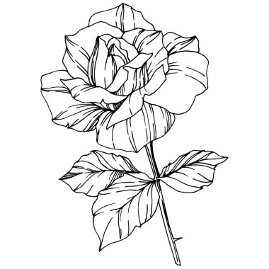 Vektör Rose. Botanik çiçek. Oyulmuş mürekkep sanat. Gül illüstrasyon izole öğesi. Beyaz izole güzel bahar kır çiçeği.