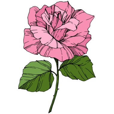 Güzel bir gül çiçek. Pembe renkli mürekkep sanat kazınmış. Gül illüstrasyon izole öğesi. Kır çiçeği beyaz izole yeşil yaprakları ile.