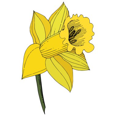 Vector Narcissus. Floral botanical flower. Yellow engraved ink art. Isolated narcissus illustration element on white background. clipart