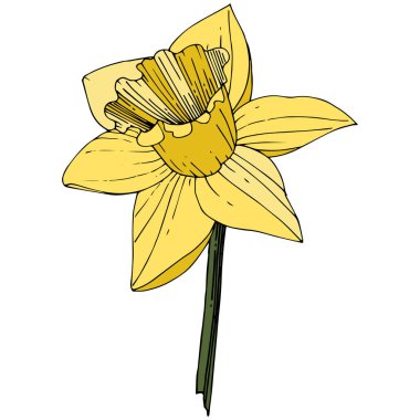 Vector Narcissus. Floral botanical flower. Yellow engraved ink art. Isolated narcissus illustration element on white background. clipart