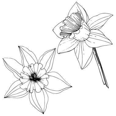 Vector Narcissus flowers. Black and white engraved ink art. Isolated daffodils illustration element on white background. clipart