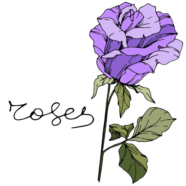 Vector Rose. Floral botanical flower. Purple color engraved ink art. Isolated rose illustration element.