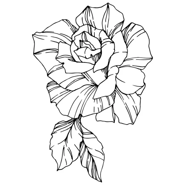 Vektör Rose Botanik Çiçek Oyulmuş Mürekkep Sanat Gül Illüstrasyon Izole — Stok Vektör