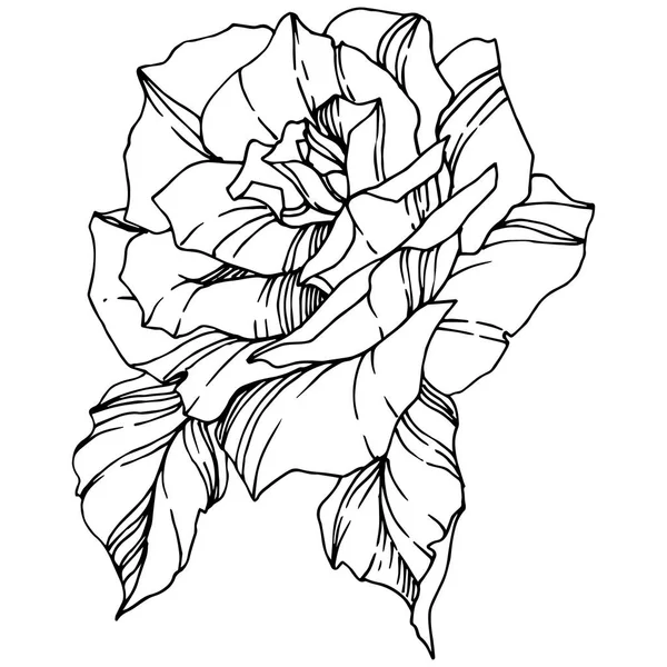 Vector Rose Floral Flor Botânica Arte Tinta Gravada Isolado Elemento — Vetor de Stock