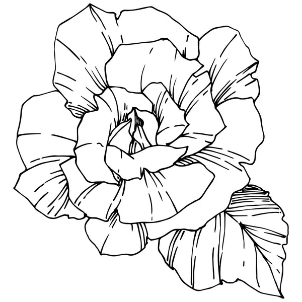 Vector Rose Fleur Botanique Florale Encre Gravée Elément Illustration Isolé — Image vectorielle
