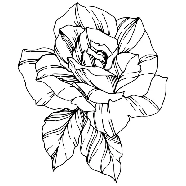 Vector Rose Floral Flor Botânica Arte Tinta Gravada Isolado Elemento —  Vetores de Stock