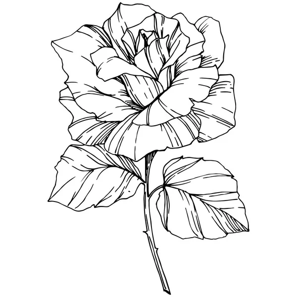 向量玫瑰 花植物学花 雕刻的水墨艺术 被隔绝的玫瑰色例证元素 在白色查出的美丽的春天野花 — 图库矢量图片