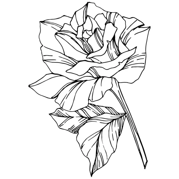 Vector Rose Floral Botanical Flower Engraved Ink Art Isolated Rose — Stock Vector