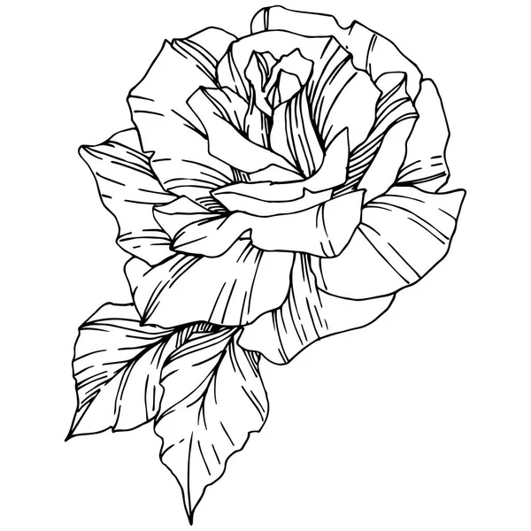 Vector Rose Flor Botánica Floral Arte Tinta Grabada Elemento Ilustración — Vector de stock