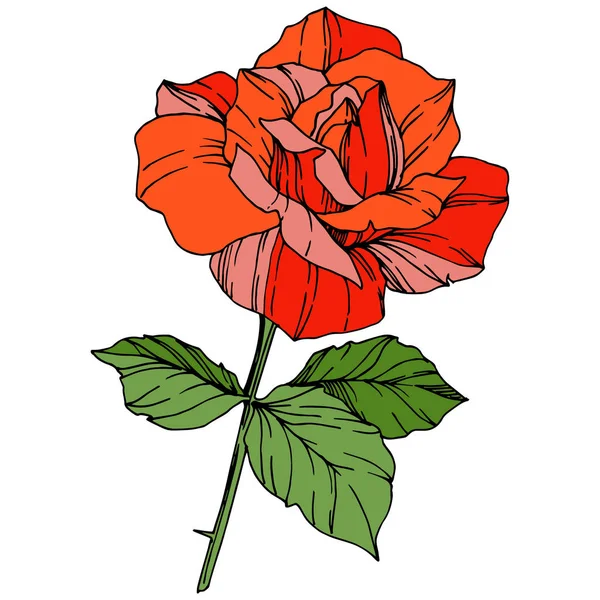 Flor Vector Rose Flor Botánica Floral Color Naranja Grabado Arte — Archivo Imágenes Vectoriales