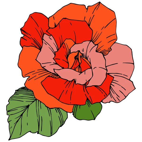 Flor Vector Rose Flor Botánica Floral Color Naranja Grabado Arte — Vector de stock