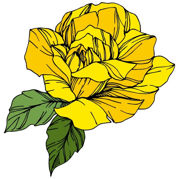 Vektör Rose Botanik Çiçek Oyulmuş Mürekkep Sanat Gül Illüstrasyon Izole — Stok Vektör