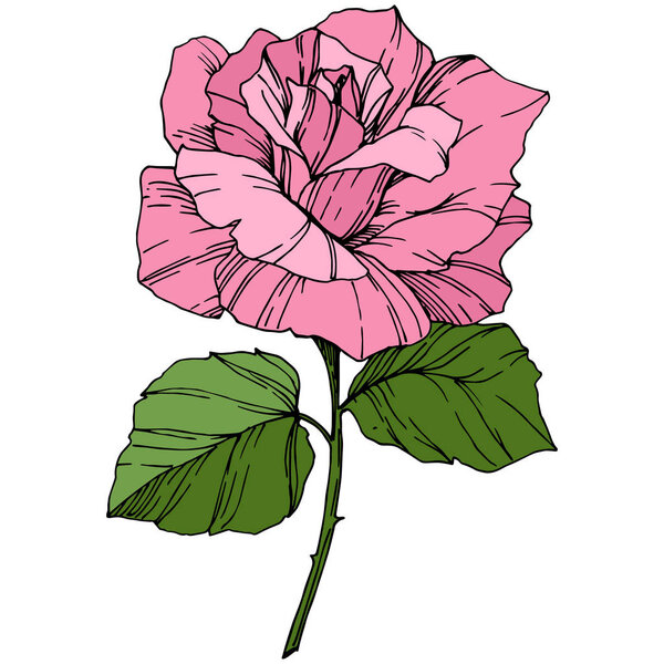 Beautiful Rose Flower. Pink color engraved ink art. Isolated rose illustration element. Wildflower with green leaves isolated on white.
