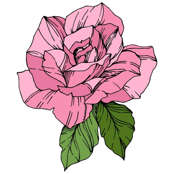 Beautiful Rose Flower. Pink color engraved ink art. Isolated rose illustration element. Wildflower with green leaves isolated on white.