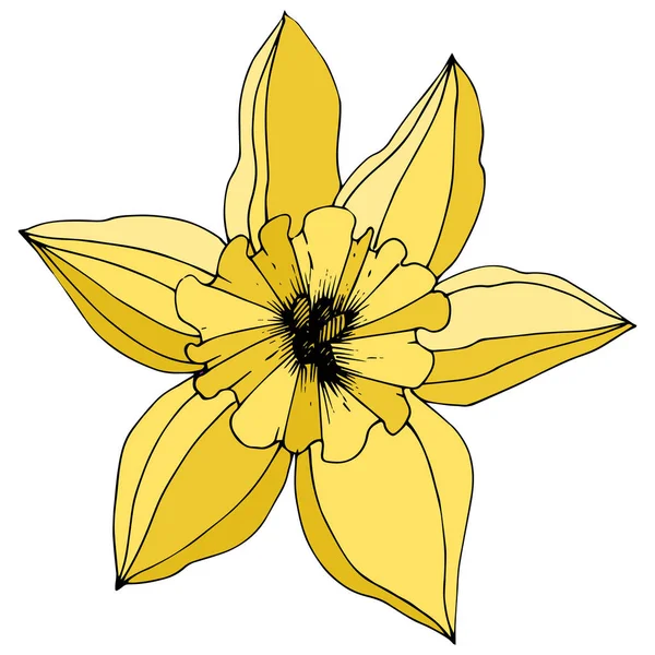 Vector Narcissus Blommig Botaniska Blomma Gula Graverade Bläck Konst Isolerade — Stock vektor