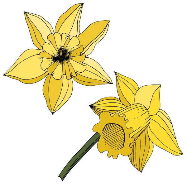 Vector Narcissus flowers. Yellow engraved ink art. Isolated daffodils illustration element on white background.