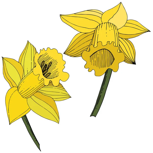 Vector Narcissus flowers. Yellow engraved ink art. Isolated daffodils illustration element on white background.