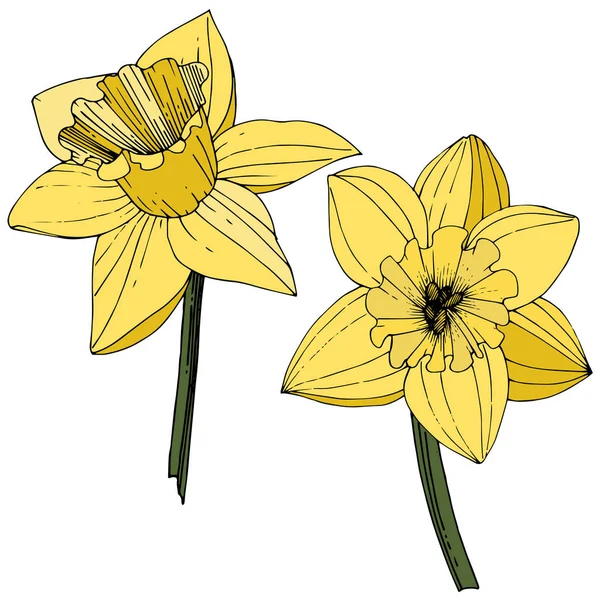 水仙の花をベクトルします 黄色の刻まれたインク アート 白い背景の上の孤立した水仙の図要素 — ストックベクタ