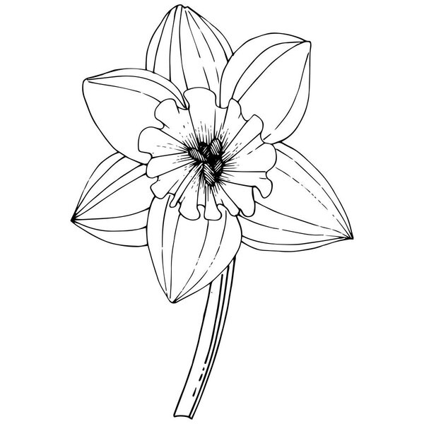 Vector Narcissus flower. Floral botanical flower. Black and white engraved ink art. Isolated narcissus illustration element on white background.