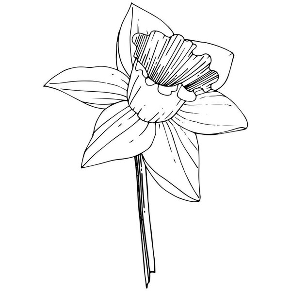 Vector Narcissus flower. Floral botanical flower. Black and white engraved ink art. Isolated narcissus illustration element on white background.